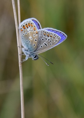 Common Blue - Ballard Dawn 03.09.2024