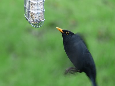 Blackbird flying up to knock bits off the suet block.