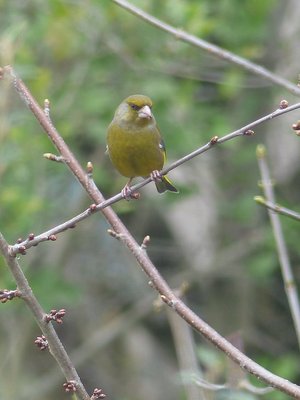 Greenfinch - Coverdale 10.03.2019