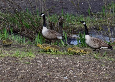 Family of Canada Geese - Langley Hall Park 07.05.2021