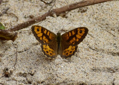 Wall Brown male - Upton Towans 07.08.2019