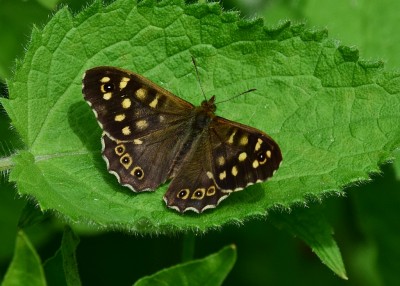 Speckled Wood - Coverdale 07.06.2021