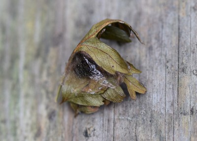 Early Thorn cocoon in hawthorn leaves.