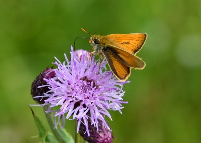 Small Skipper - Bickenhill 12.07.2021