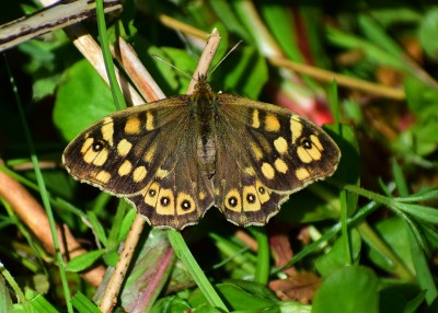 Speckled Wood female - Coverdale 20.04.2020
