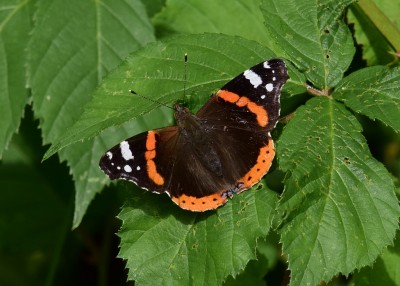 Red Admiral -  Oversley Wood 05.07.2023