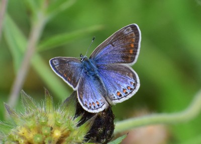 Common Blue female - Blythe Valley 11.08.2020