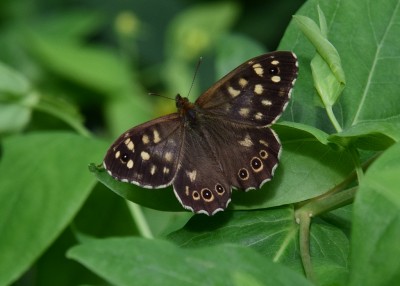Speckled Wood - Coverdale 11.07.2023