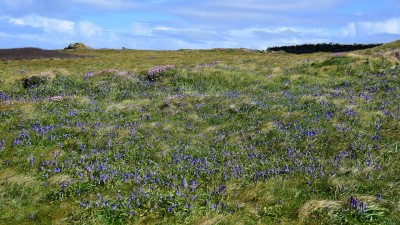 Bluebells on the cliff top just west of Lizard Point 18.05.2021