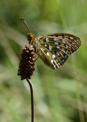 Dark Green Fritillary male - Kynance Cove 06.08.2024