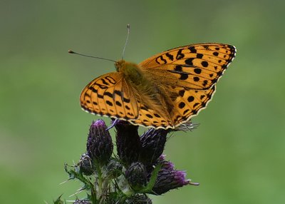 High Brown Fritillary male - Heddon Valley 25.06.2019