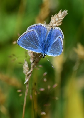 Common Blue male - Blythe Valley 24.07.2020