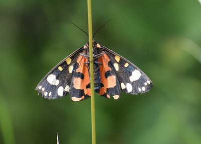 Scarlet Tiger Moth - Oversley Wood 07.07.2019