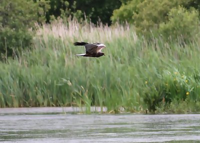 Marsh Harrier arriving at speed from stage left...