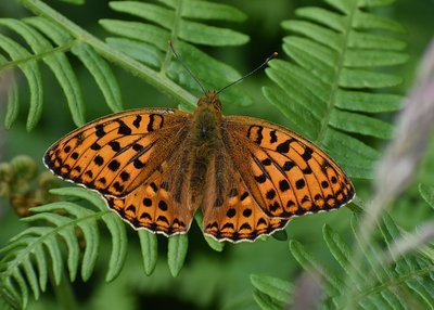 High Brown Fritillary male - Heddon Valley 24.06.2019