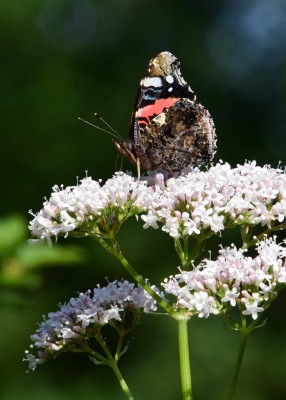 Red Admiral -  Snitterfield 17.07.2024