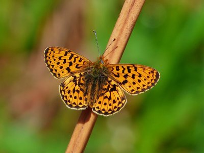Pearl-bordered Fritillary - Wyre Forest 01.05.2017