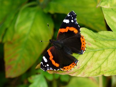 Red Admiral - Coverdale 28.08.2015