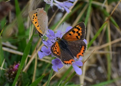 Small Coppers - Bindon Hill 02.09.2020