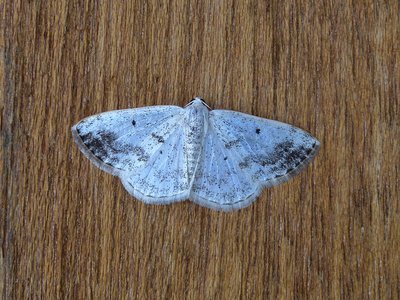 Clouded Silver 15.05.2018. A beautiful late spring /early summer species.