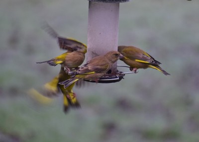 Greenfinches - Coverdale 07.01.2020