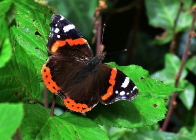 Red Admiral - Roskilly's Farm 05.08.2020
