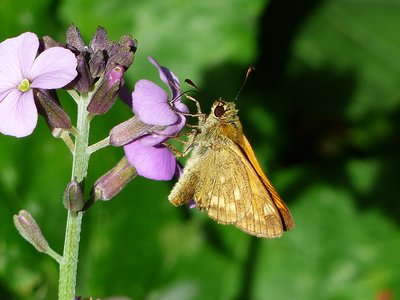 Large Skipper male - 17.07.2017