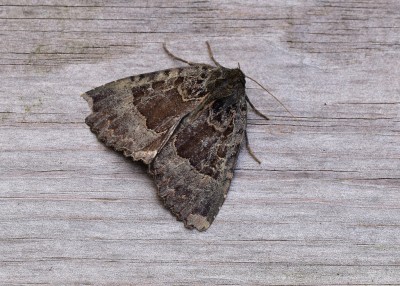 Old Lady Moth - Coverdale 22.08.2021