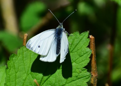 Green-veined White - Coverdale 20.04.2020