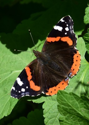 Red Admiral -  Coverdale 15.07.2023