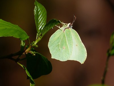 Female Brimstone and egg - Coverdale 05.05.2018