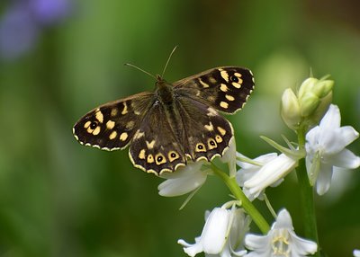Speckled Wood - Coverdale 23.04.2019