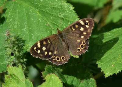 Speckled Wood female - Coverdale 26.07.2024