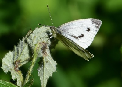 Green-veined White female - Snitterfield 17.07.2024