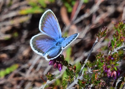 Silver-studded Blue - Coombe Heath 14.06.2021