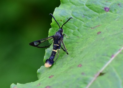 Orange-tailed Clearwing - Coverdale 21.06.2024