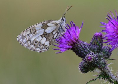 Marbled White - Snitterfield Bushes 06.07.2020