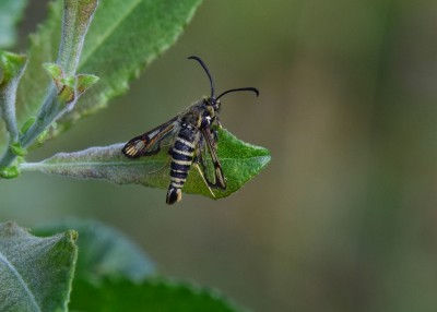 Six-belted Clearwing - Blythe Valley 17.07.2022