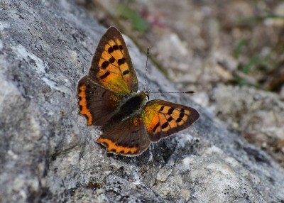 Small Copper - Purbeck Ridge west of Church Knowle 31.08.2020