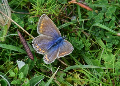 Common Blue female - Oxenbourne 31.08.2021