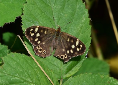 Speckled Wood female - Coverdale 26.08.2024