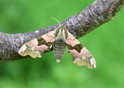 Lime Hawk-moth - Coverdale 28.05.2023