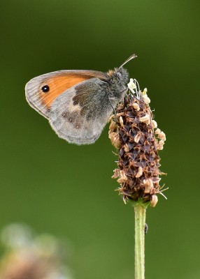 Small Heath - Castle Hills 25.05.2019