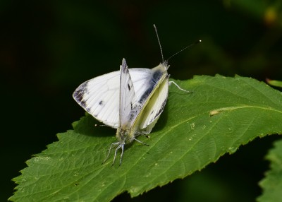 Green-veined White pair - Coverdale 01.07.2020