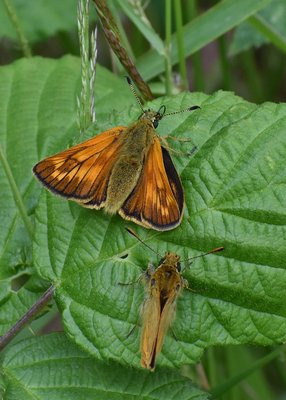 Large Skipper pair just before the female took off and lost the male - Langley Hall 12.07.2019