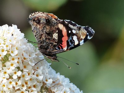 Red Admiral - Coverdale 27.08.2017