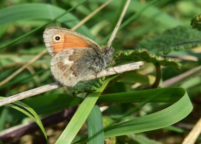 Small Heath - Durdle Door 04.09.2024