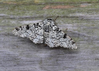 Peppered Moth - Coverdale 24.06.2023
