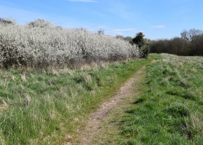 Second stand of Blackthorn - Wagon Lane 13.04.2021