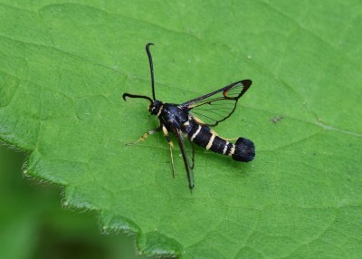 Yellow-legged Clearwing - Coverdale 21.06.2024
